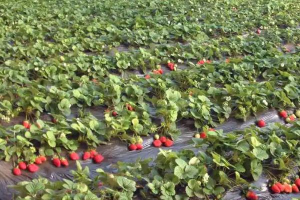 怎么防治草莓黑心病，可增施生物有机肥、及时摘除黄叶
