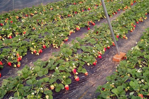怎么防治草莓黑心病，可增施生物有机肥、及时摘除黄叶