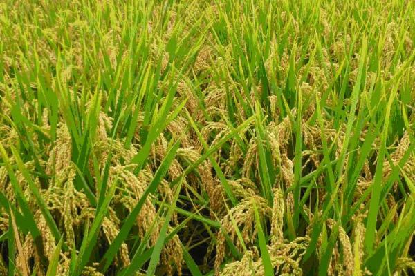 水稻的种植时间，通常可在4-6月份播种