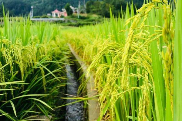 水稻的种植时间，通常可在4-6月份播种