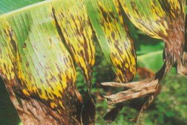 香蕉叶斑病的发生规律，病原菌在植株残体上越冬、翌年再次侵染