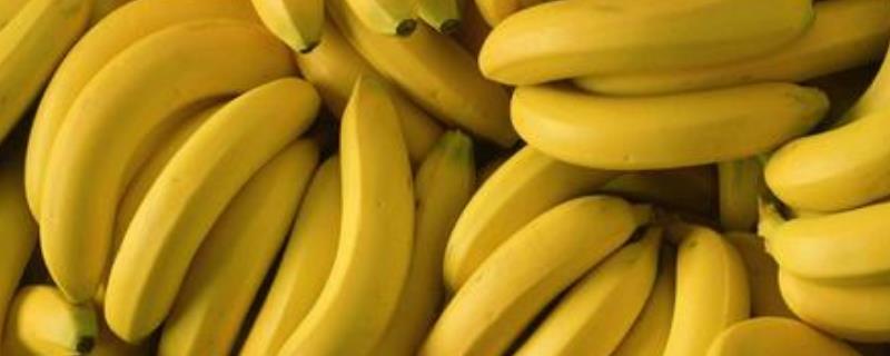 香蕉冬天套袋有何利端，可起到防寒防病、促进果实发育的作用