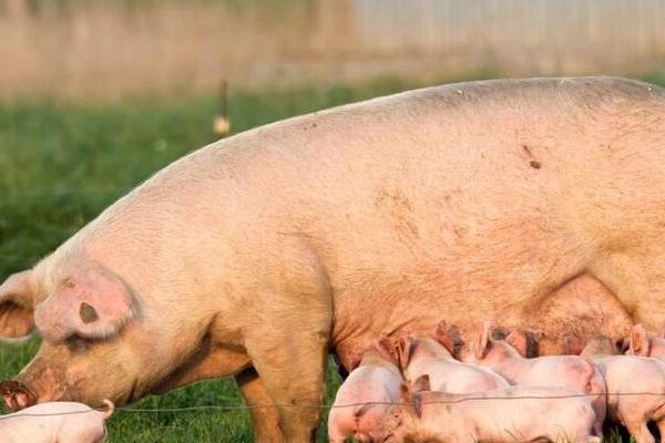 母猪突然不吃食的原因，可能是疾病或者肠道压迫引起的