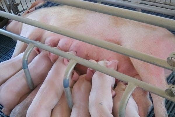 母猪突然不吃食的原因，可能是疾病或者肠道压迫引起的