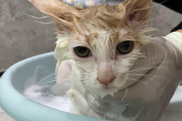 猫癣药浴几天洗一次，一周最多药浴2次