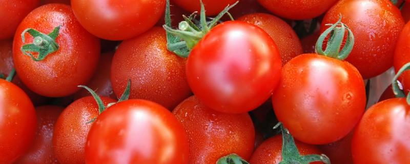 夏季番茄病害的防治措施，防治要及时