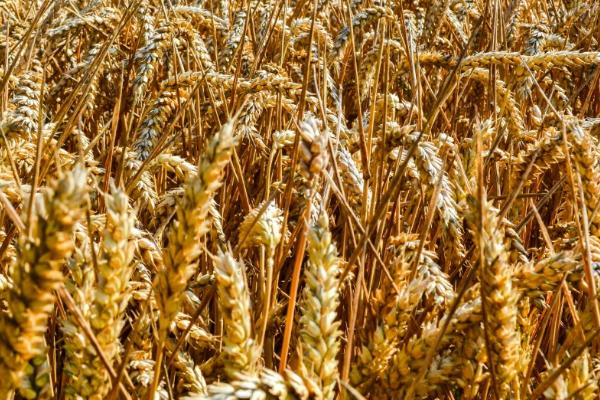 小麦越冬期如何避免死苗，适时冬灌可起到保苗效果