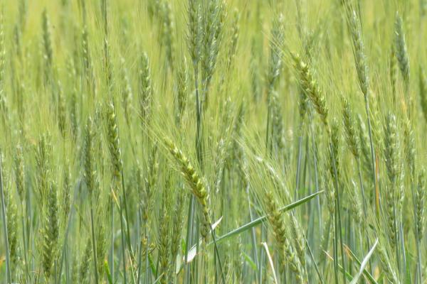 小麦越冬期如何避免死苗，适时冬灌可起到保苗效果