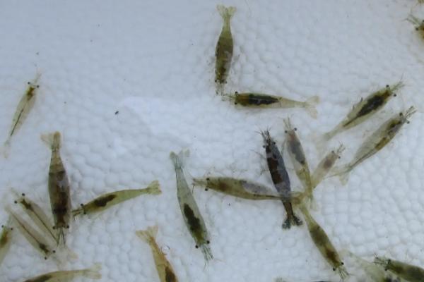 公母黑壳虾如何区分，公虾腹部细长、母虾腹部较大