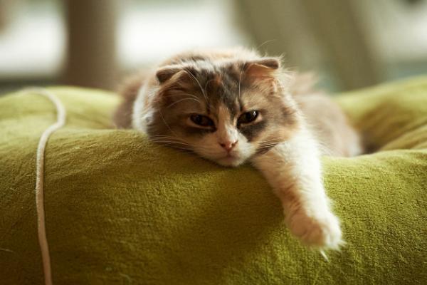 猫咪骨折有什么表现，一般会出现后肢无力、肿胀明显等症状