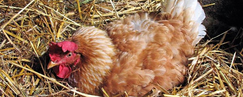 母鸡孵蛋凉了三小时有事吗，对鸡蛋的孵化是没有影响的