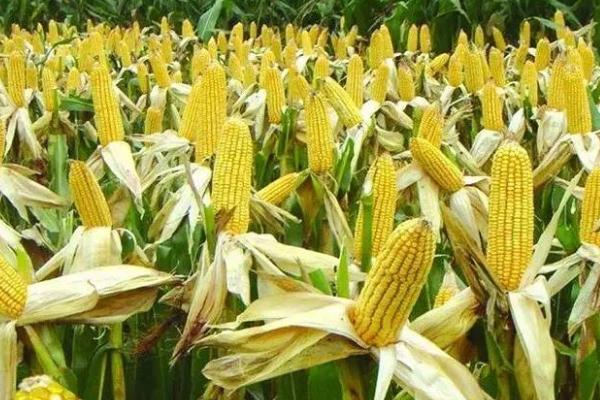 东单80号玉米种的特征特性，籽粒呈马齿型、百粒重为32.7-37.4克