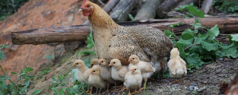 小鸡有母鸡带要不要保温，做好保温措施更有利于生长