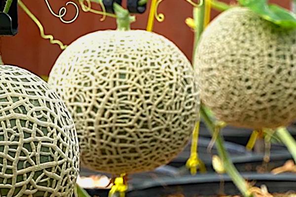 哈密瓜几月份种植，4月下旬可采用地膜覆盖瓜地播种