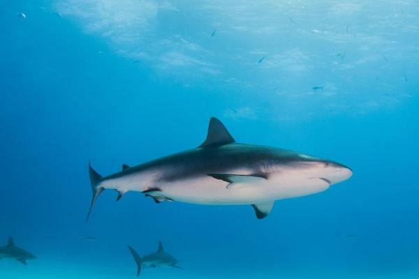 柠檬鲨可以长到什么程度，一般可达到2.4-3米左右
