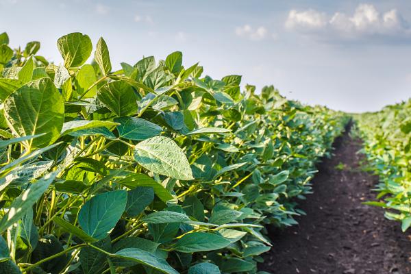大豆需要施肥吗，种植前和生长期都需科学施肥