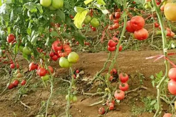 番茄受冻后为何要喷施叶面肥，喷施后可加快恢复速度、使植株正常生长