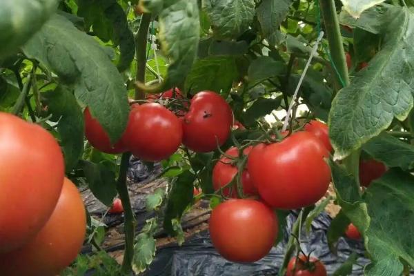 番茄受冻后为何要喷施叶面肥，喷施后可加快恢复速度、使植株正常生长