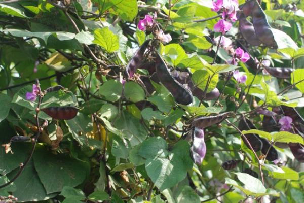 紫扁豆何时播种，春播时间多为4-6月份