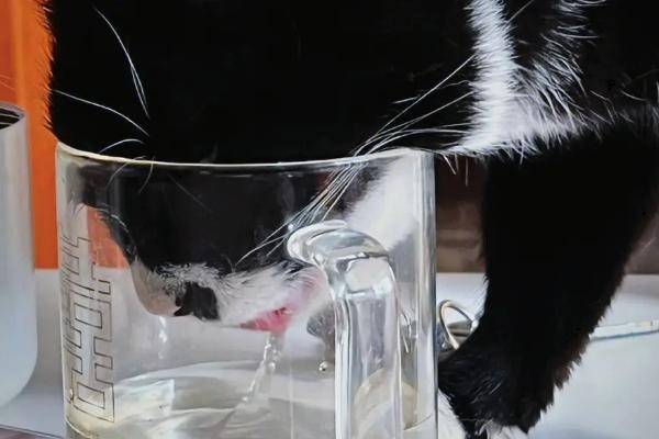 猫为何喜欢喝杯子里面的水，可能是感到好奇或者想喝温水