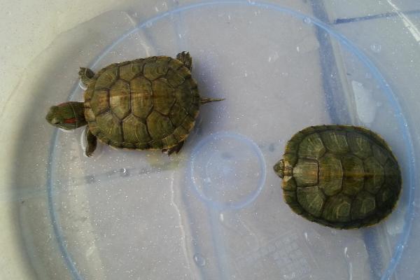 小巴西龟和小草龟能否混养，可以混养但要注意及时分隔