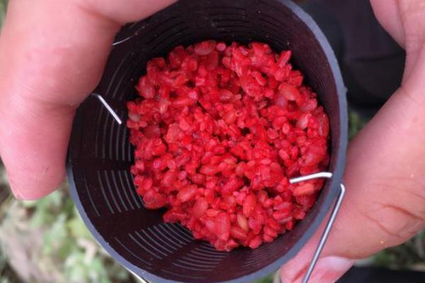 野钓鲫鱼酒米的制作方法，原料是各种谷物