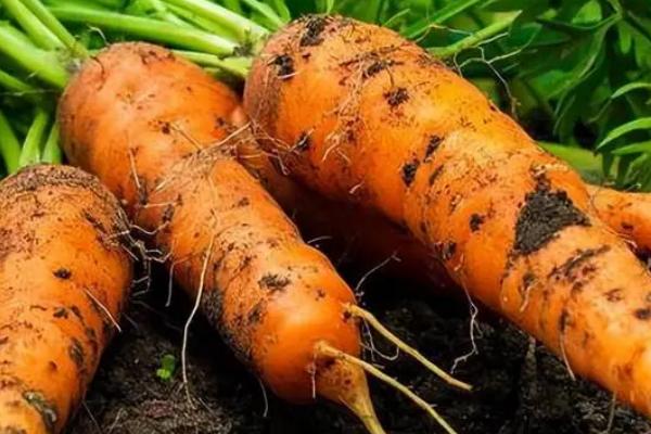 胡萝卜分杈的原因，种子及土壤问题或施肥不当都会导致