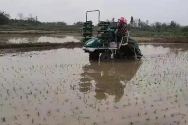 水稻插秧机株距的调整方法，株距由前进的速度控制