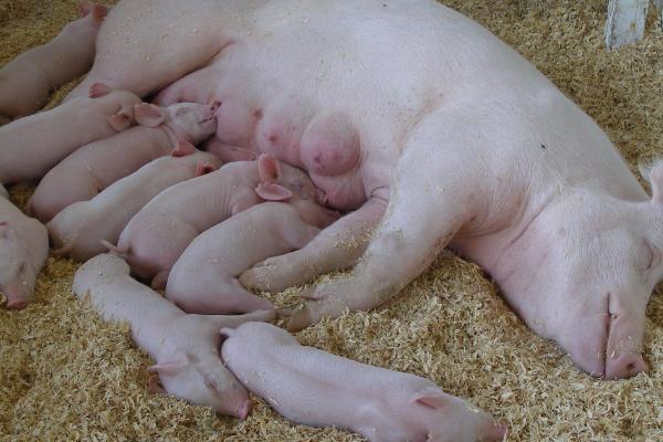 母猪吃什么东西可以多产仔，怀孕初期要多喂富含蛋白质、维生素的饲料
