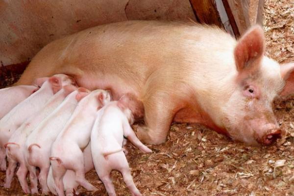 母猪吃什么东西可以多产仔，怀孕初期要多喂富含蛋白质、维生素的饲料