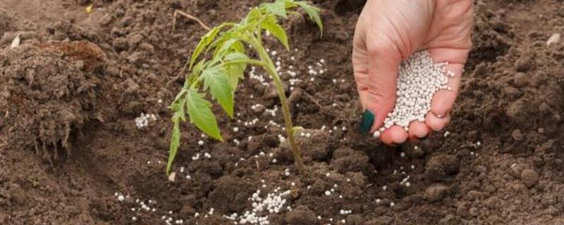 哪些肥料不适合作种肥，包括硝酸铵、硝酸钾、氯化铵等肥料