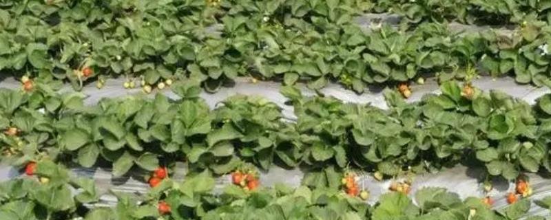 草莓长出藤后怎么处理，需及时的施肥和浇水