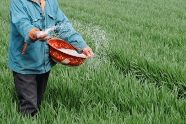 怎么对小麦施肥，化肥和有机肥可搭配使用