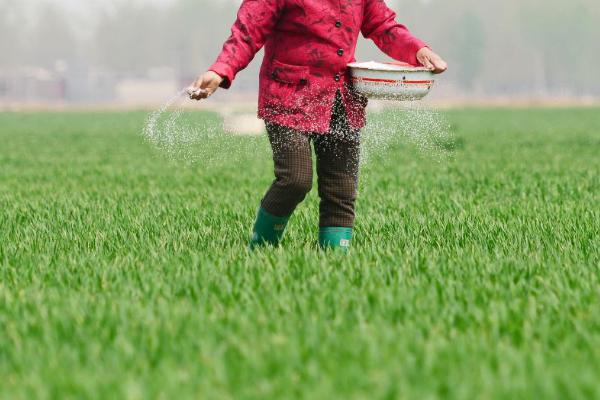 怎么对小麦施肥，化肥和有机肥可搭配使用