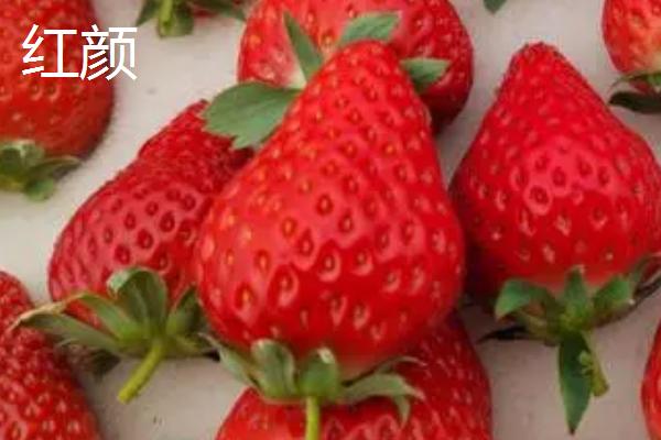 草莓需要多浇水吗，根据土壤的干燥情况来浇水