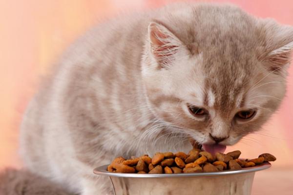 猫贫血如何解决，可多喂猪肝、瘦肉等富含铁元素的食物