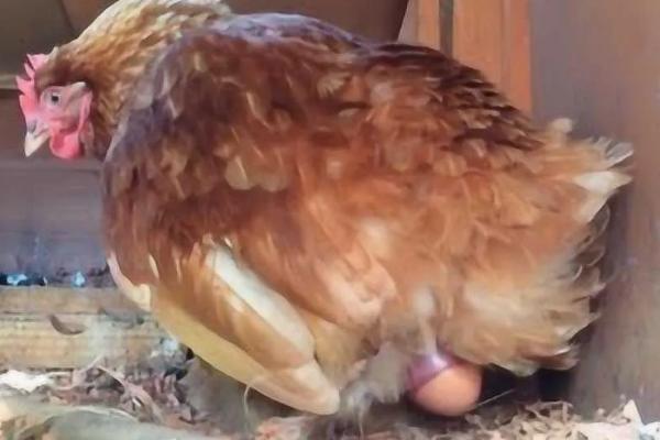 母鸡吃玉米容易下蛋吗，玉米搭配其他的饲料效果更好