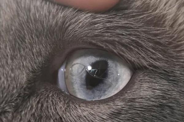 猫咪眼线虫的症状，初期一般会频繁抓挠眼部