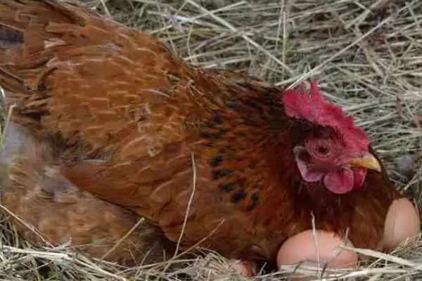 母鸡吃玉米容易下蛋吗，玉米搭配其他的饲料效果更好