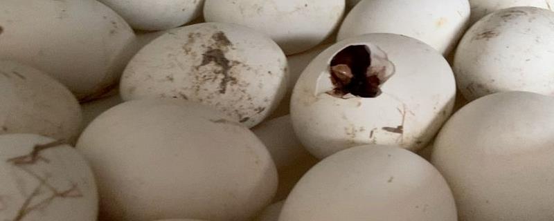 鹅蛋孵化32天没出壳会不会死，可用温水测试一下