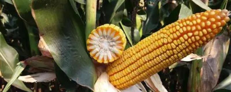 金博士818玉米种子积温多少，活动积温在2450-2500℃的地区种植