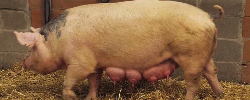 初产母猪怎样助产，首先保证生产环境舒适