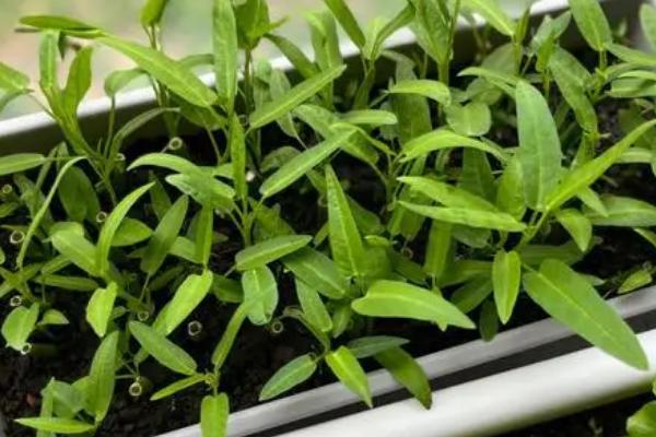 空心菜盆栽种植方法，利用成熟的植株进行扦插