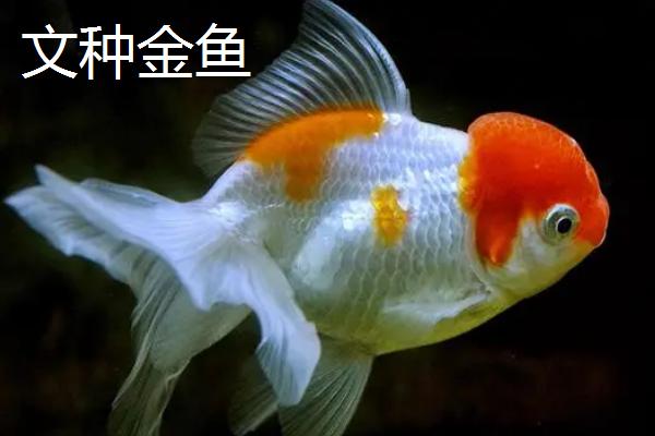 金鱼有哪些品种，包括龙种金鱼、文种金鱼、蛋种金鱼等种类