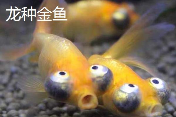 金鱼有哪些品种，包括龙种金鱼、文种金鱼、蛋种金鱼等种类