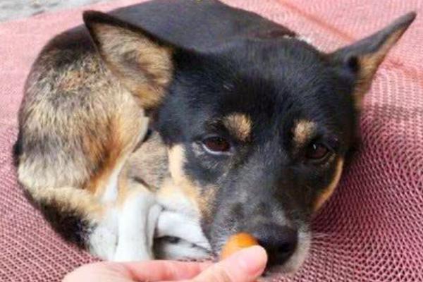 狗能吃栗子吗，虽有营养但是不建议给狗吃