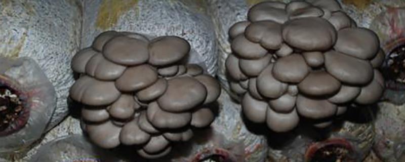 蘑菇菌螨的防治技巧，播种前严格检查菌种