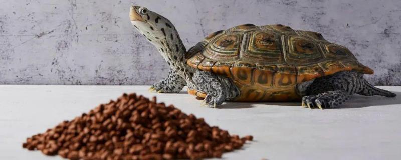 如何让乌龟开口吃东西，可尝试更换食物类型