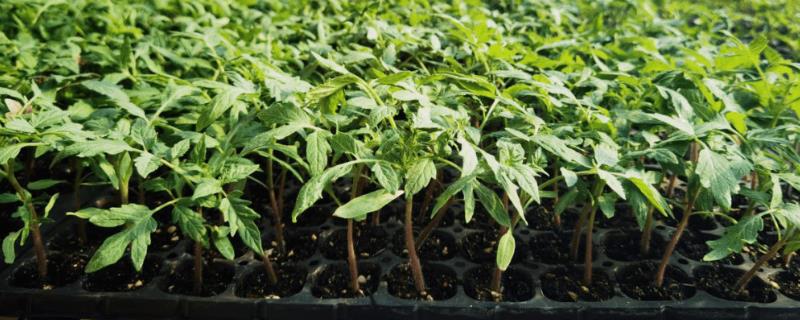 番茄育苗技巧，有热水和药剂浸种两种