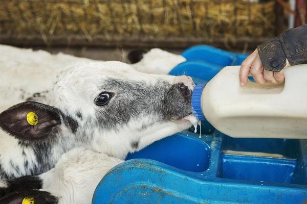 怎么给刚出生的小牛喂奶粉，可将奶粉和开水混匀、放凉后再饲喂